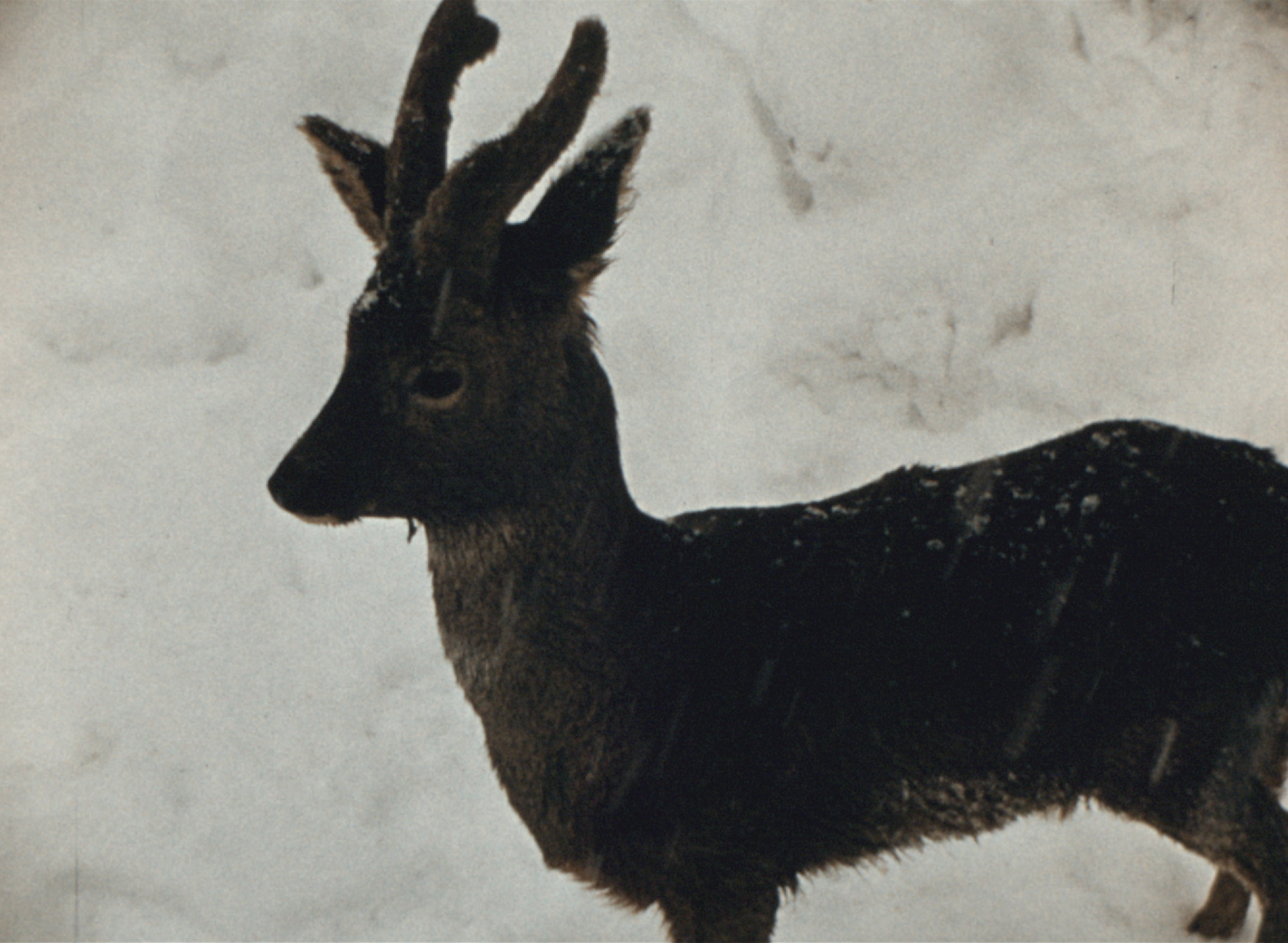 Mon imagier des animaux - MIRA ateliers pour enfants à Strasbourg sur le cinéma et les archives