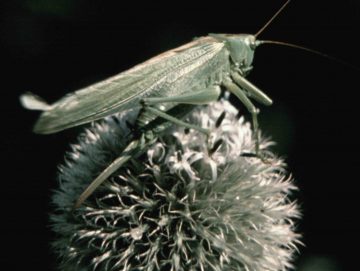 L'imagier des petites bêtes