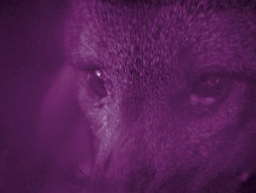 Projection : Il fait nuit en Amérique + avant-programme
