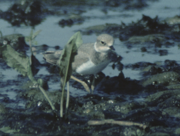 Regard de cinéaste : Marcel Speisser