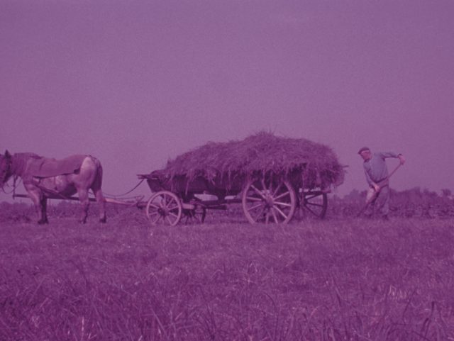 Projection commentée : Les animaux à l'ouvrage. Chroniques en Alsace rurale (1930-1990)