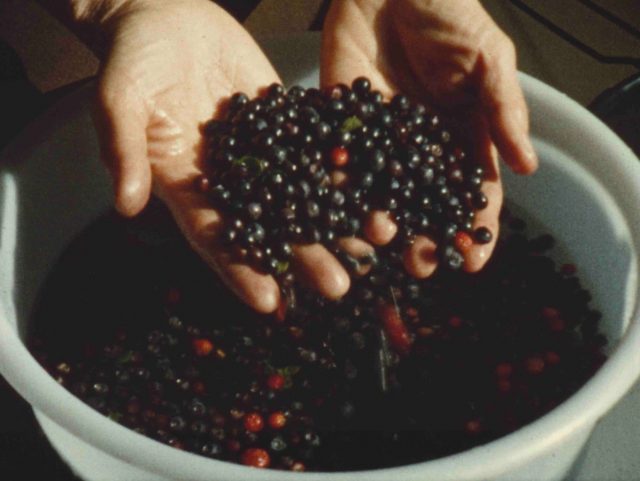 Tournée d'été Arachnima