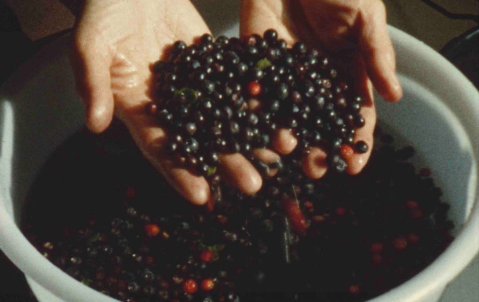 Tournée d'été Arachnima
