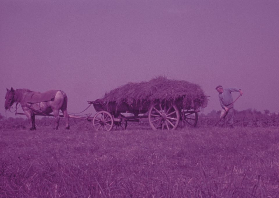 Projection commentée : Les animaux à l'ouvrage. Chroniques en Alsace rurale (1930-1990)